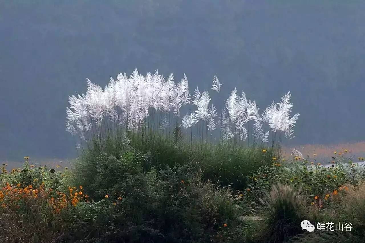 五月相约看蓝色花海,五月相约昆明蓝花楹花海