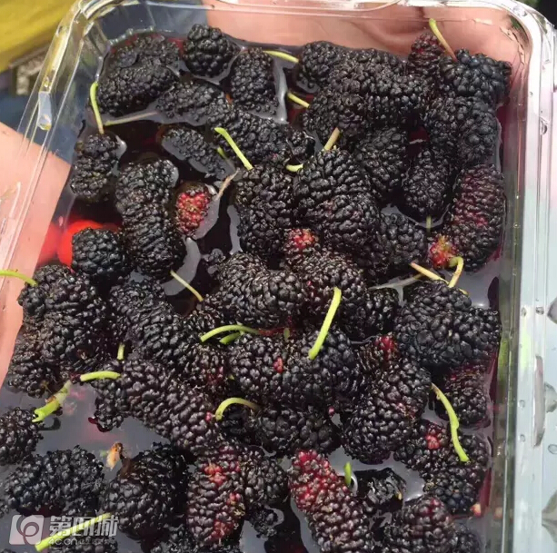 成都龙泉樱桃采摘地点附近,成都樱桃枇杷都能摘的地方