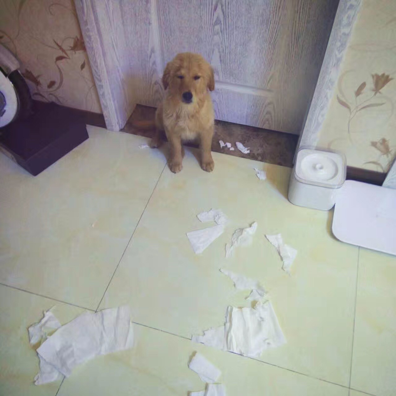 养狗去哪里领养比较好,养狗到底是养公还是养母的好