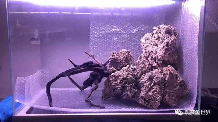 原生水陆缸开缸过程,超美摄影师