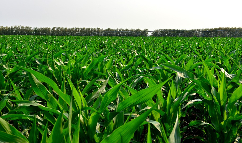 生态农业的好处,生态农业的优势