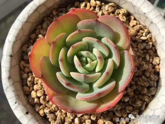 入坑半年的经历,入坑五个月总结