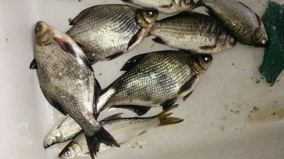 怀孕后多喝什么水好,怀孕后多吃什么鱼