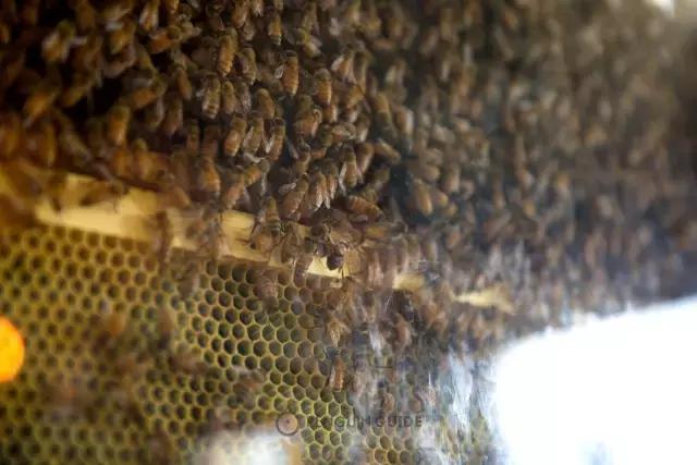 新西兰蜂蜜为什么便宜,新西兰蜂蜜为什么那么便宜