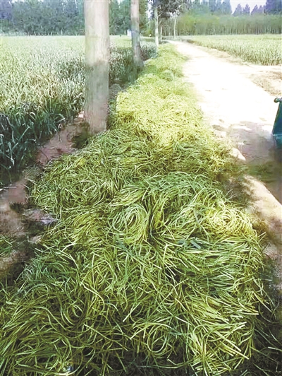 几万斤白菜卖不出去,千万斤紫皮大蒜滞销