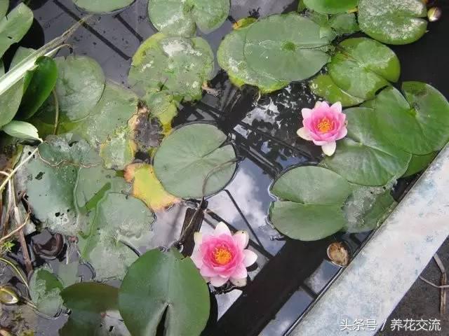 请问睡莲种子应该怎么养才能发芽,睡莲怎么养才能养好