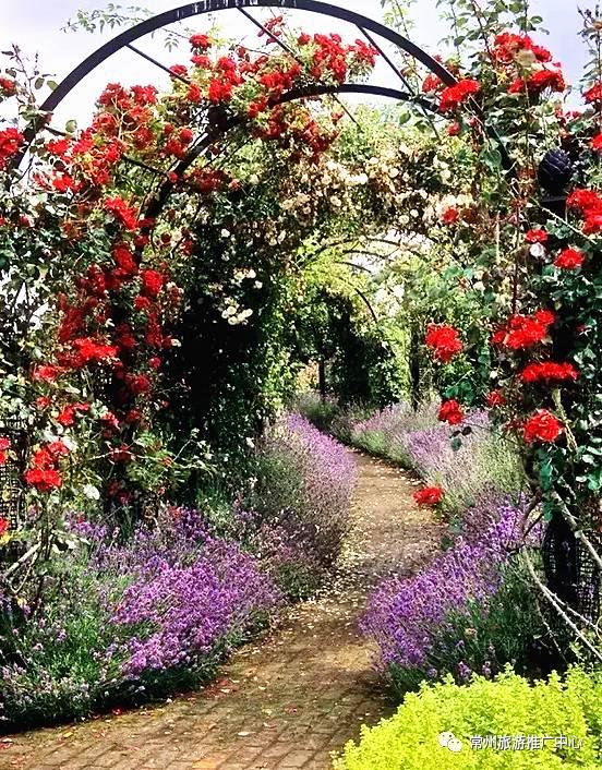 常州花海胜地,常州五月花海尽显美好田园风光