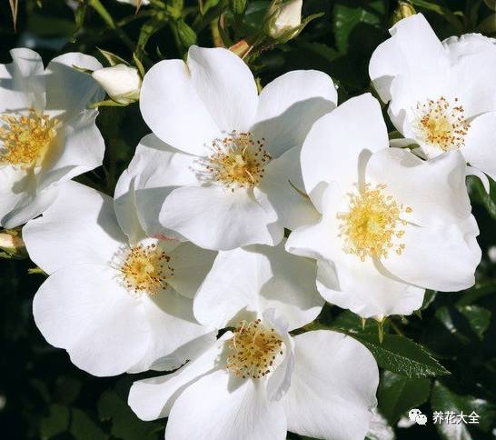 最美最高端的30款月季 (十种绝美的月季)