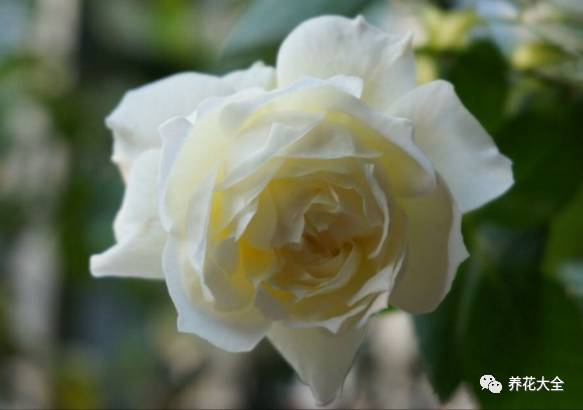 最美最高端的30款月季 (十种绝美的月季)