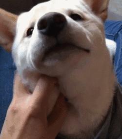 简单粗暴撸狗,撸狗的正确撸法