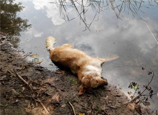 狗中暑喝藿香正气水可以吗,狗放车里中暑了怎么处理