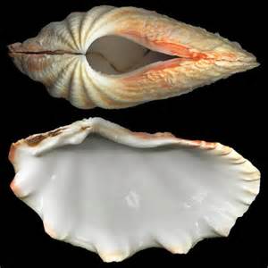 螺钿大柜以前是用砗磲做的吗,古代的海洋珍宝玳瑁