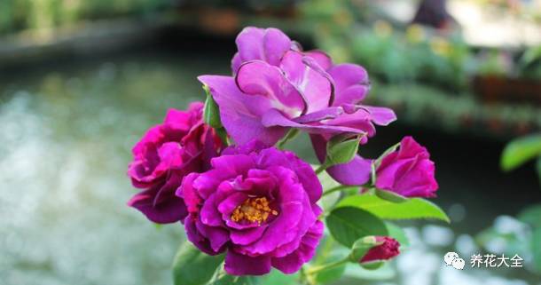 最美的十款月季品种推荐 (十种绝美的月季)