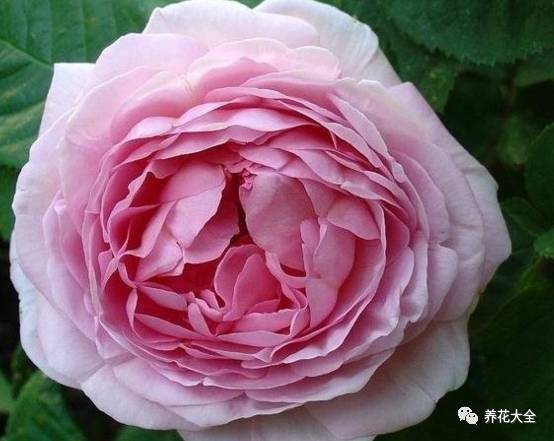 最美的十款月季品种推荐 (十种绝美的月季)