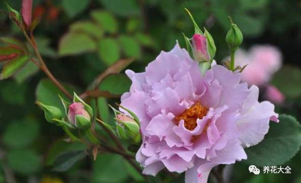 最美的十款月季品种推荐 (十种绝美的月季)