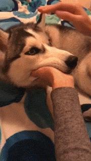 简单粗暴撸狗,撸狗的正确撸法