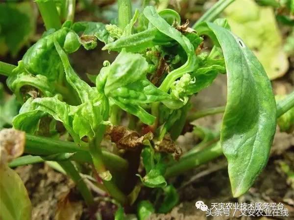 农作物病毒病防治药剂,病毒病防治讲解