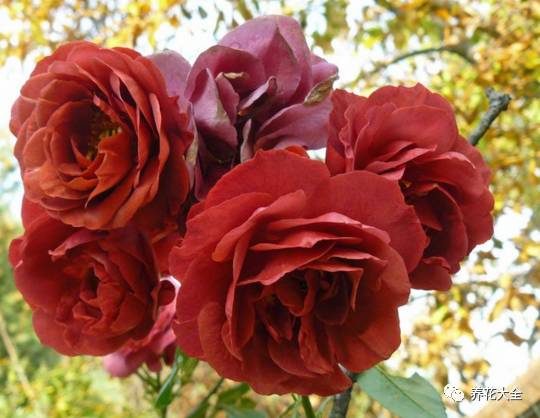 最美最高端的30款月季 (十种绝美的月季)