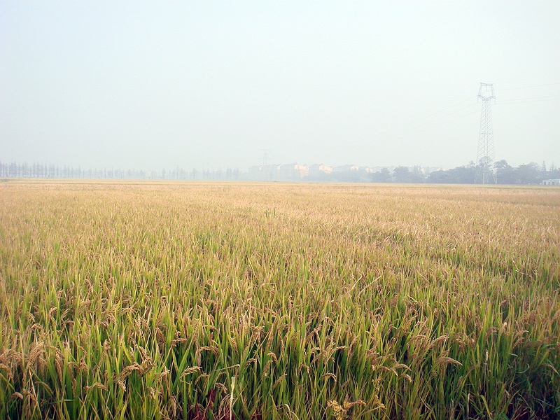 评测国内军粮自热军粮,各种军粮测评