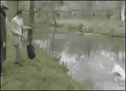 囧吐槽：撸猫影响学习，还是撸狗吧