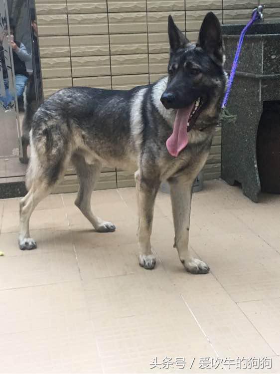 狼青跟德牧哪个好驯养一些,狼青和德牧配出来的幼犬什么样