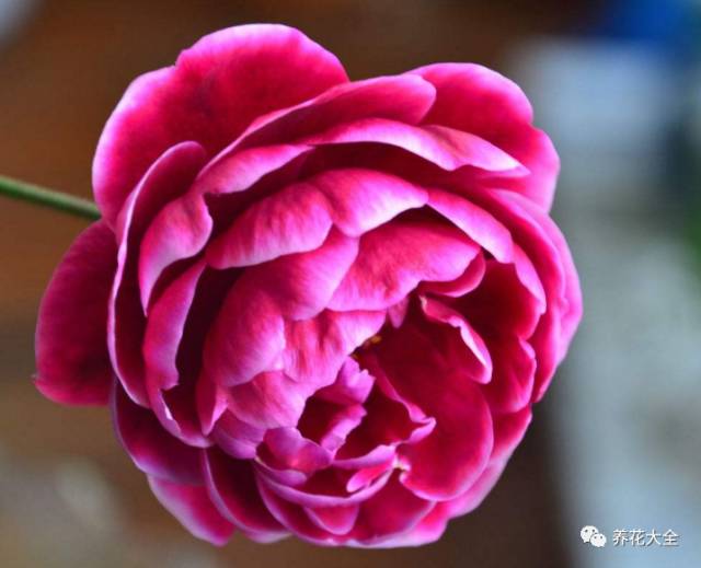 最美最高端的30款月季 (十种绝美的月季)