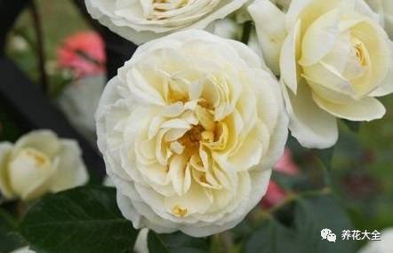 最美的十款月季品种推荐 (十种绝美的月季)