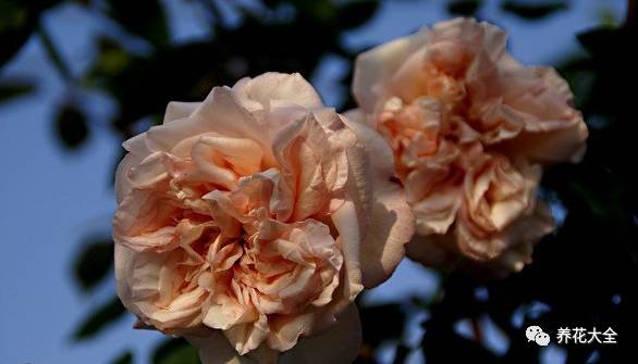 最美最高端的30款月季 (十种绝美的月季)