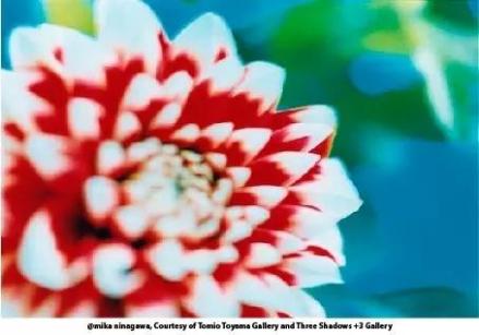 蜷川实花flower,蜷川实花ins