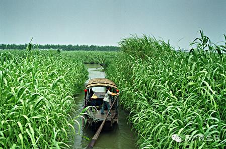 苏州最值得去的五个景点,苏州最值得去的10个景点排名