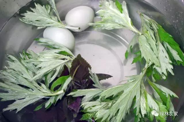 暖宫小秘方——艾草紫苏煮绿壳蛋