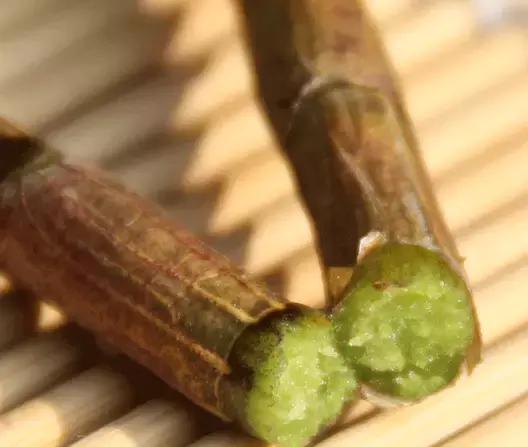 关于铁皮石斛知识,铁皮石斛解密