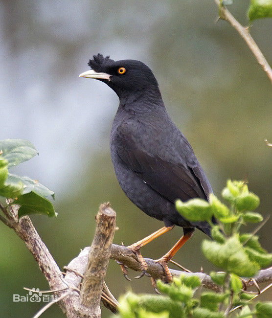 可以盘飞的最大宠物鸟,适合放养的鸟类宠物