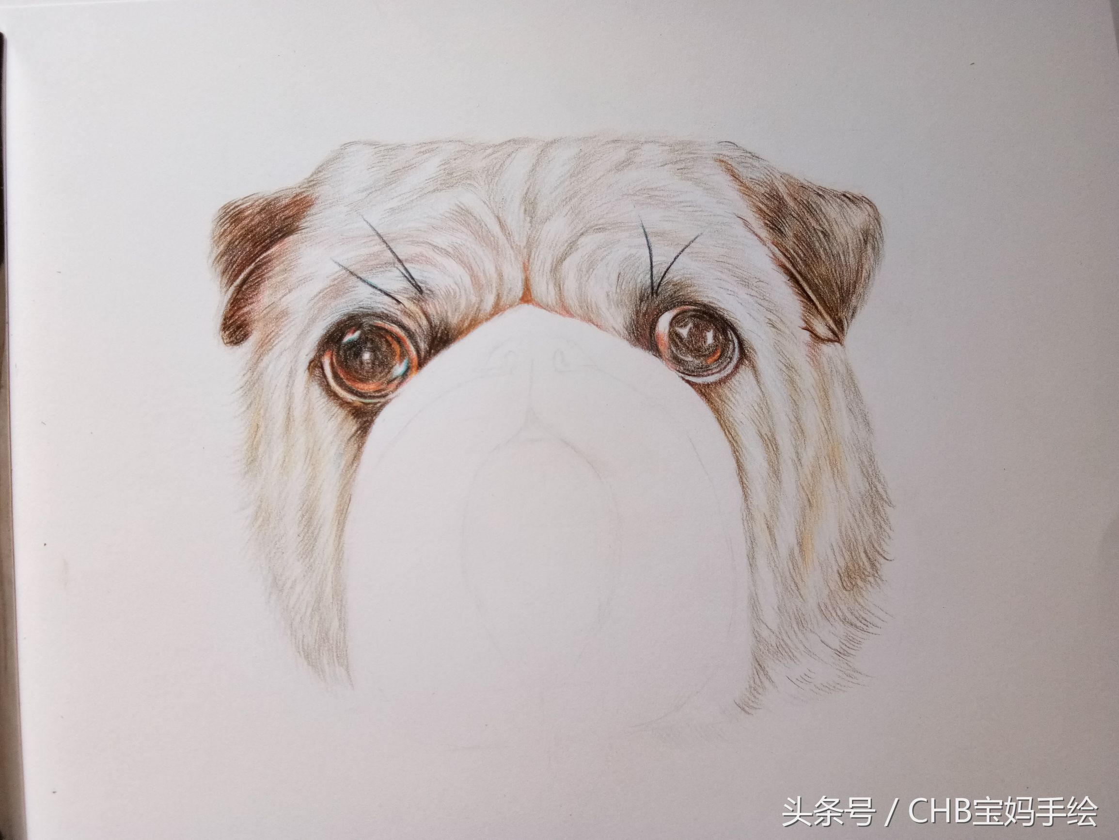 零基础学铅笔画入门小狗,零基础自学彩铅画入门教程