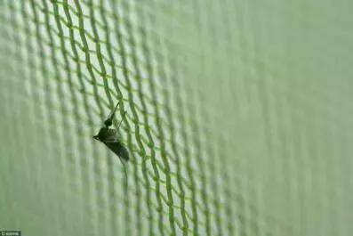 为什么夏天蚊子多冬天蚊子少,夏天很多蚊子怎么消灭这些蚊子呢