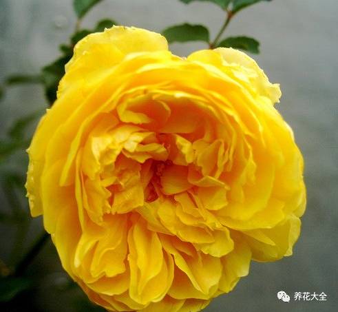 最美最高端的30款月季 (十种绝美的月季)