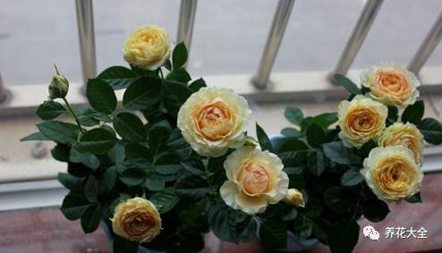 最美的十款月季品种推荐 (十种绝美的月季)