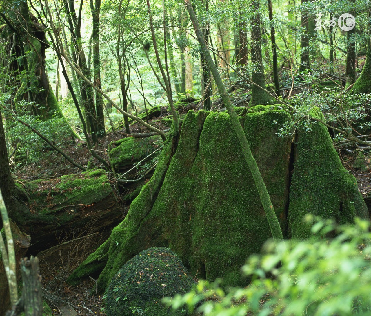重读漆原友纪的虫师，想寻找片刻的宁静