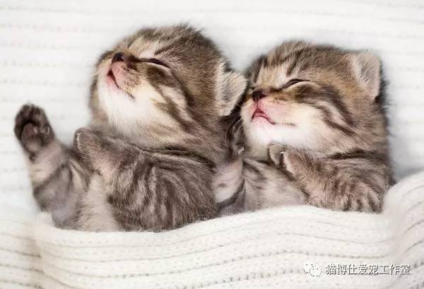 怎么看猫咪有没有猫藓啊,你的猫咪有什么坏习惯