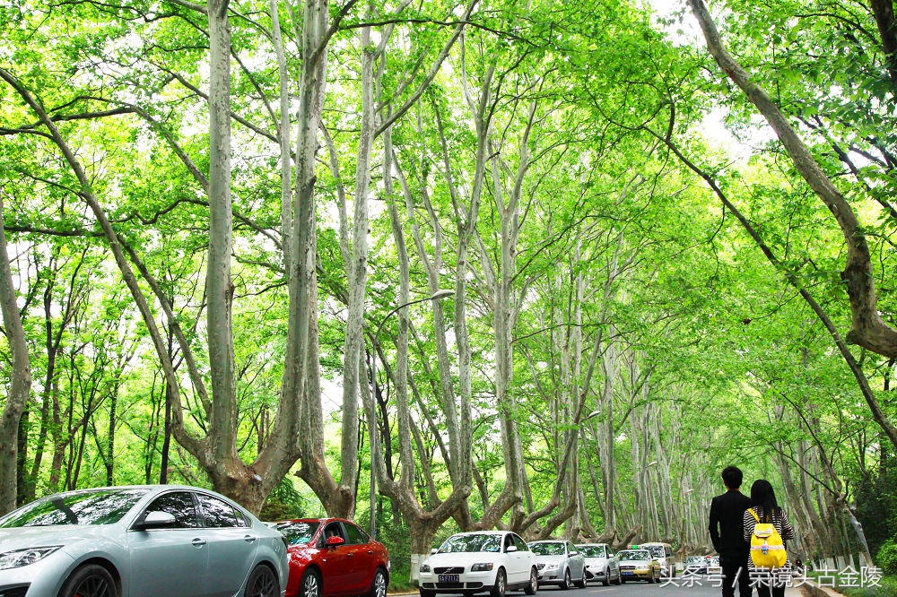 南京的绿湖,南京的月色美到令人窒息