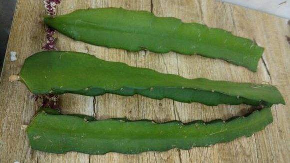 火龙果扦插多久能发芽,第一次种火龙果居然发芽的说说