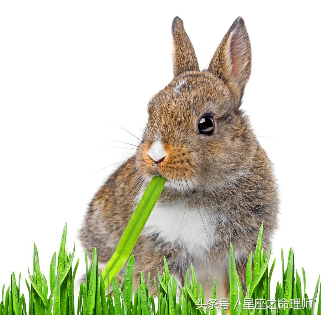 75年属兔的人命带伤官,75年属兔大溪水命用什么来摧财