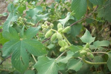 地里常见杂草竟然是草药,农村常见的中草药种植回收