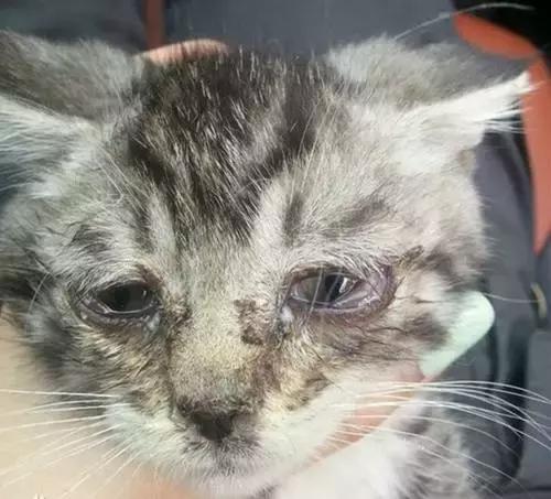 猫咪得了猫鼻支在家吃什么药,猫咪得了猫鼻支用什么药最好