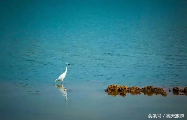 现在南宁去哪里赏花,南宁到武鸣采摘