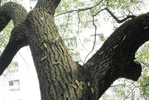 洋辣子真的好吃吗,洋辣子到底有多好吃