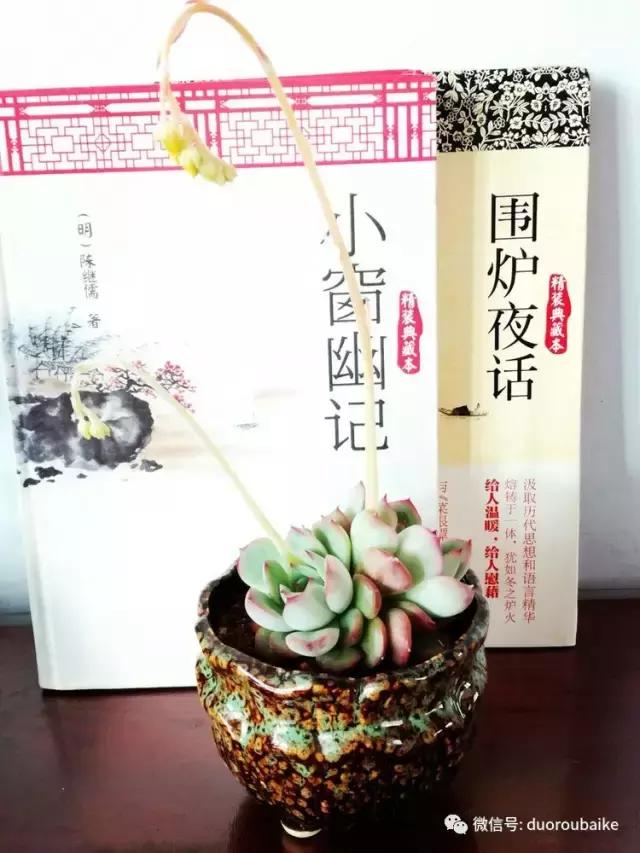 原来多肉与书更配哦！文艺范走起！