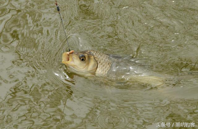 鱼类喜欢酸性还是碱性,鱼的趋温性是怎么回事