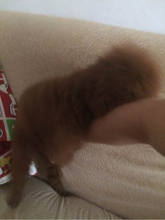 母狗烦躁怎么办,母狗一直哼唧焦躁不安怎么办