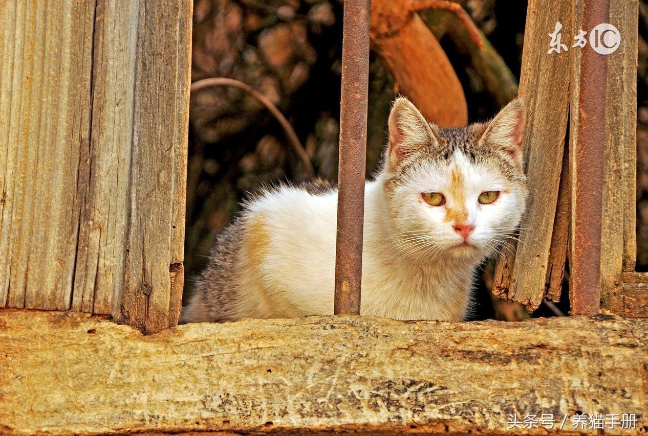养猫常见的疾病和解决方法,猫咪常见疾病和救治